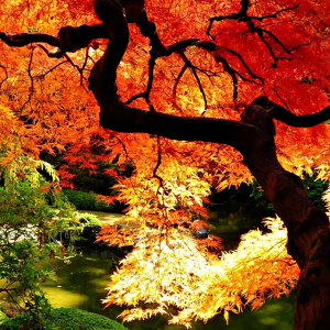 Fall Colors.png