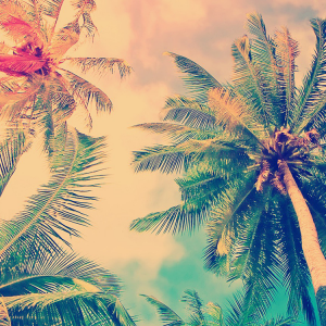 Palms.png