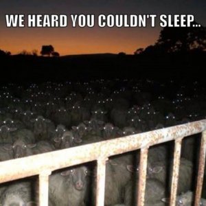 funny-pictures-heard-you-couldnt-sleep-sheep.jpg