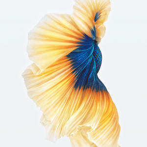 Blue & Gold.png