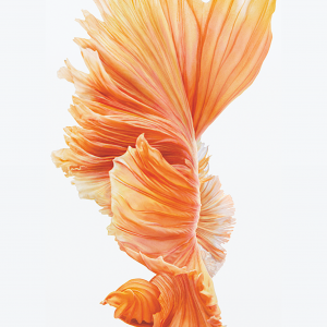 Orange.png