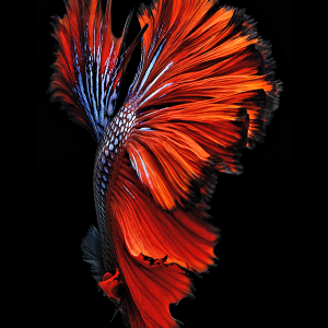 Red Fish 1242.png