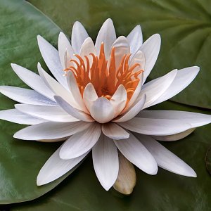 ImageUploadedByTapatalkHD1443311864.123420.jpg