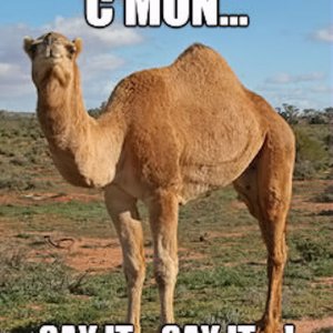 119178-Humpday-Camel.jpg