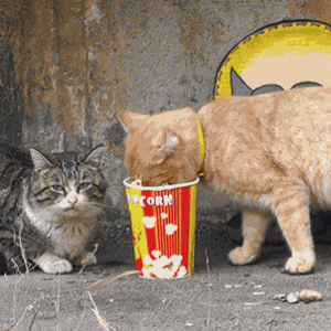 catPop.gif