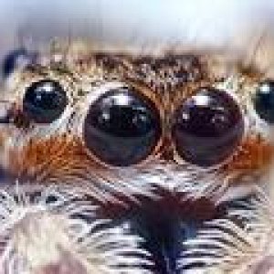 spider.jpg