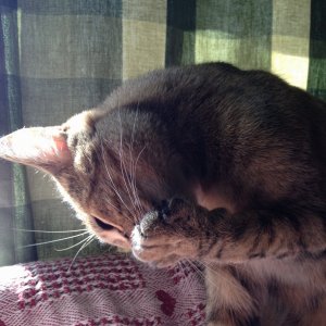 Media 'image.jpeg' in category 'iPhone'