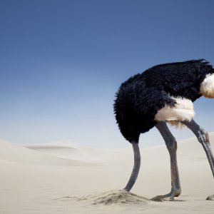 ostrich-head-in-sand[1].jpg