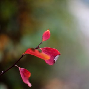52520309-20FD-4C67-9781-485CE536491F.jpeg