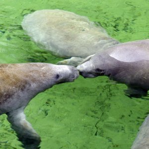 Manatee-2500px.jpg