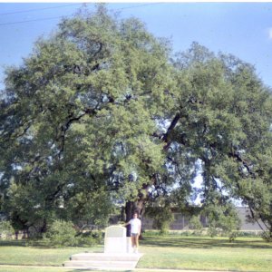 Marco Treaty Oak 1988 1.jpg