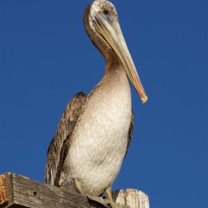 pelican.jpg