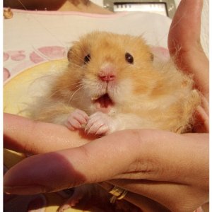 image.jpg
