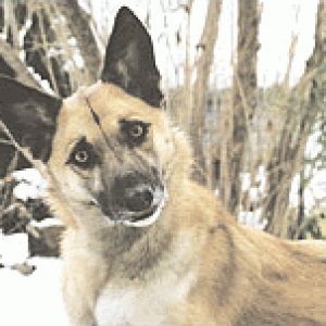 quizzicaldog1.gif~original.gif