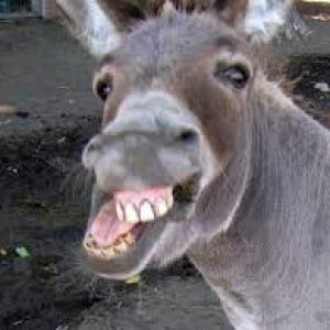 donkey.jpeg