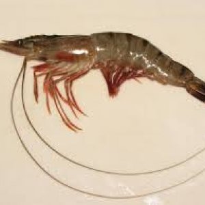 Unknown-2.jpg