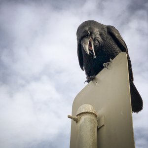 Mr. Crow at Ocean Beach.jpg