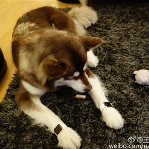 13015-7371-wang-si-cong-dog-apple-watch1-l.jpg