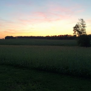 EVENING WALK.jpg