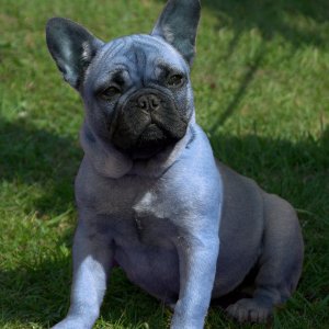 Blue French Bulldog Pup1.jpg