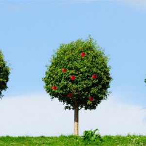 three-apple-trees.jpg
