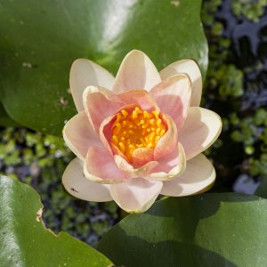 waterlily201711024.jpg