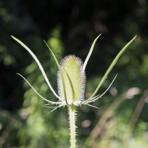 thistle11024.jpg