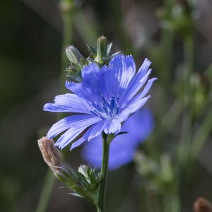 blueflower.jpg