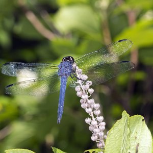 blue dragonfly1024.jpg