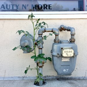 Tomato plant IMG_5273.jpg