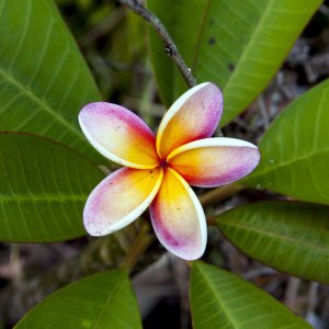 plumeria1a8511.jpg