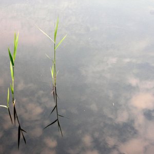 Reflecting weed ^ clouds in water.jpg