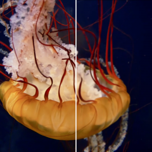 1080p-vs-720p.png