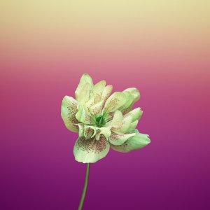 ios_11_gm_wallpaper_flower_helleborus.jpg