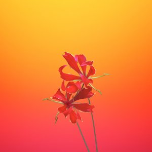 ios_11_gm_wallpaper_flower_gloriosa.jpg