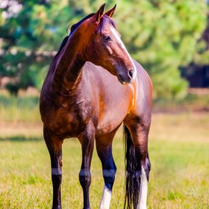 Horse (1 of 1)-2.jpg