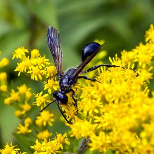 waspongoldenrodcrop1024.jpg