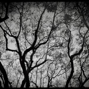 Tree.jpg