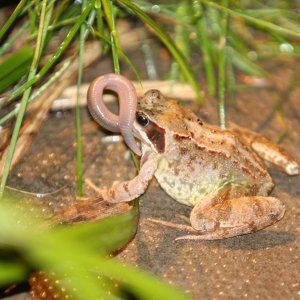frog worm.jpg
