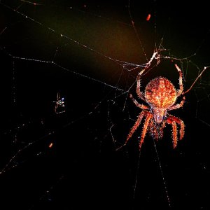 spider.jpg.jpg