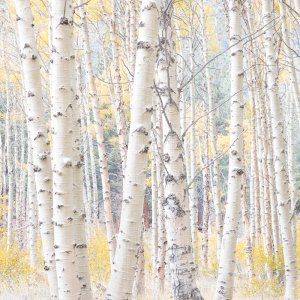 Aspens_053_2017_10_17_1988.jpg