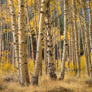 Aspens_044_2017_10_17_1979_ME_ME.jpg