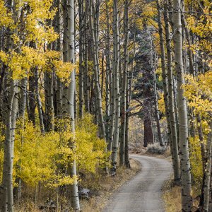 Aspens_002_2017_10_17_1937.jpg
