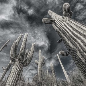 saguaroBW.jpg