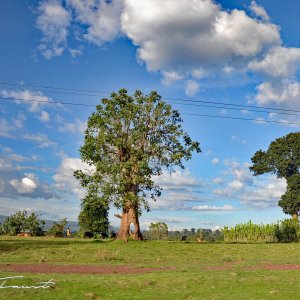 Tree-Rural-Ethiopia-2013.jpg