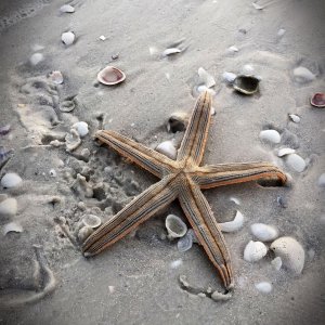 Starfish.jpg