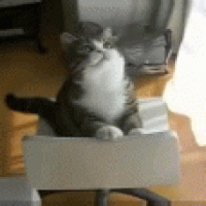 cat string.gif