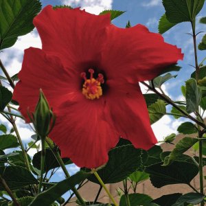hibiscus.jpg