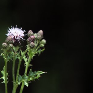 thistle.jpg