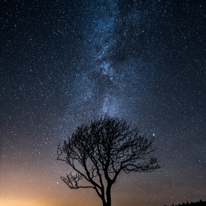 Tree & Stars small PL.png